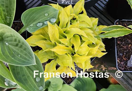 Hosta Shiny Penny